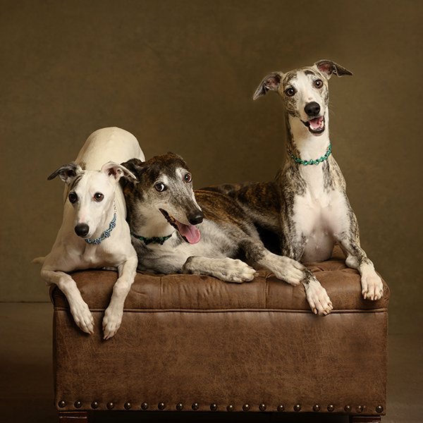Sarah Prall Portraiture, Fine Art Portraits of Pets, Children, and